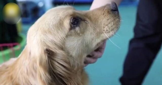 Cucciolo di cane piange dopo essere stato salvato