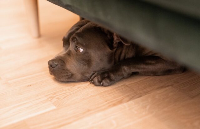 Guardistallo, smarrito un cane di nome Tyson, si pensa che qualcuno l’abbia preso e portato via