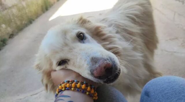 Cane dimenticato: è questo il soprannome di un piccolo cucciolo