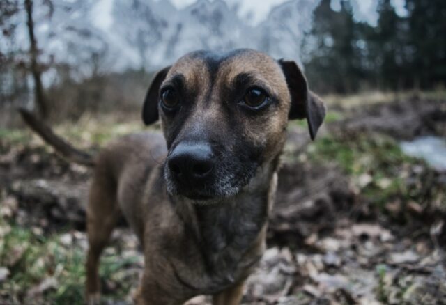 Lisciano, un grande sforzo per ritrovare la cagnolina Molly, i proprietari sono pronti a tutto