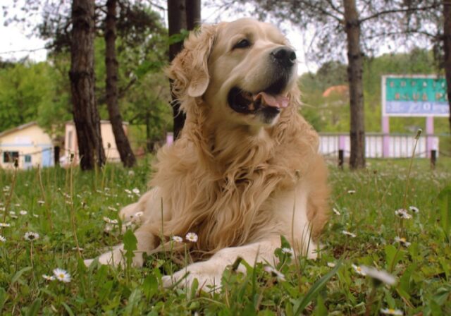 Marino, un Golden Retriever scappa via, i proprietari denunciano la scomparsa