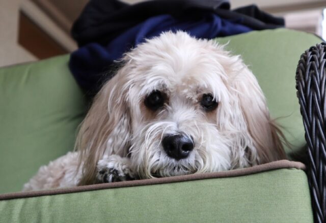 Milano, l’urto di un furgone la spaventa e la fa scappare via, si è persa la cagnolina Sofia