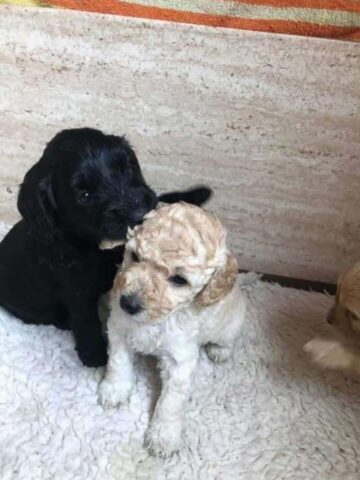 Cuccioli di cane fratelli si riconoscono per strada: il loro incontro