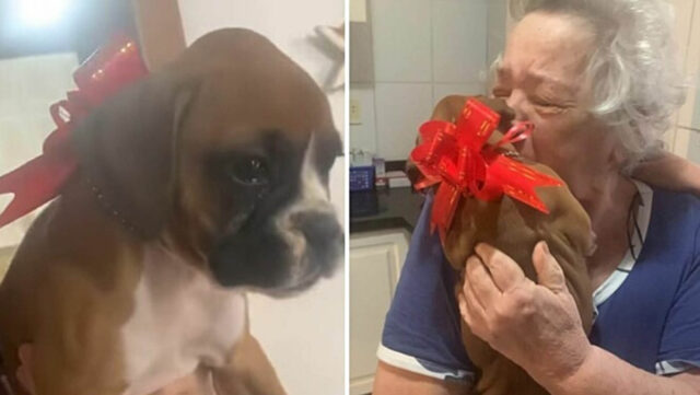 La nonna si commuove fino alle lacrime quando scopre che le hanno regalato un cucciolo di cane