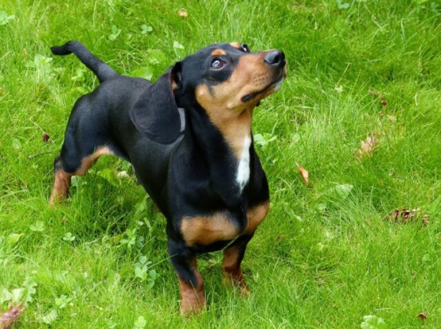 Pian del Tivano, per inseguire un altro cane, la cucciola Francine si perde nel bosco