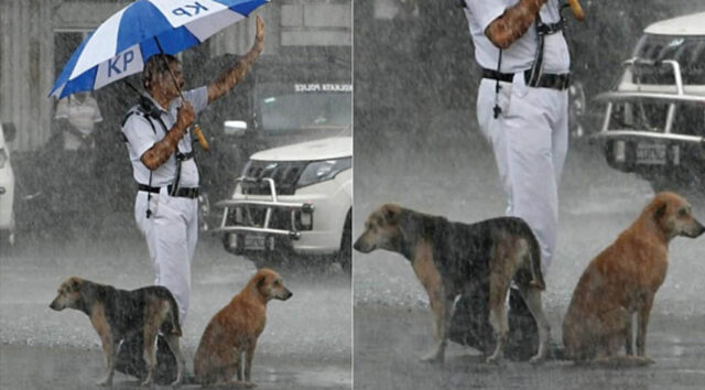 Poliziotto protegge con l’ombrello due cani randagi dalla pioggia battente