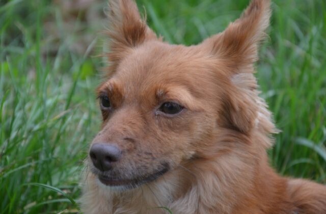 Quarto, proseguono le operazioni di ricerca per il piccolo Charlie, il cagnolino si è perso