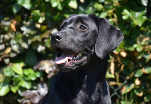 Salerno, risulta smarrita una cagnolina di nome Reginella, c’è dispiacere