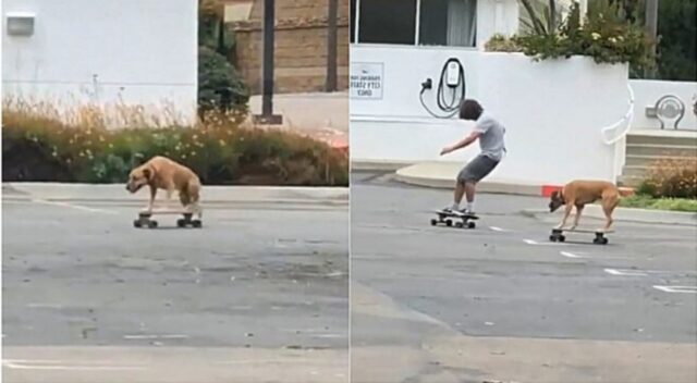 Cane color caramello fa Skateboard ed è simpaticissimo