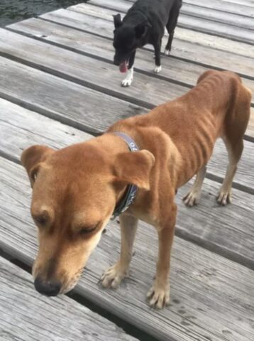 Cucciola di cane salvata da una condizione di anoressia grave