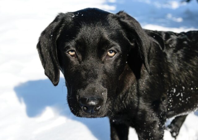 Torino, proprietari forniscono ricompensa per il ritrovamento del povero cane Ares