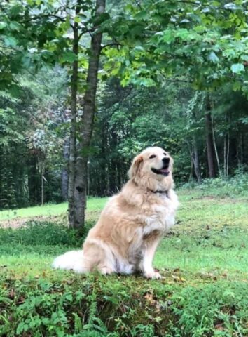 Cucciolo di cane con tre zampe: la sua bellissima storia