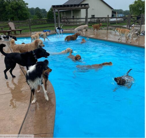 Cuccioli di cane fanno il bagno in una piscina a forma di osso