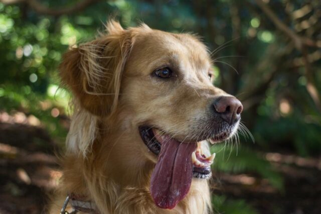 4 fatti a dir poco sorprendenti sulla lingua del cane