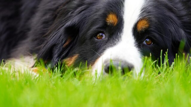 4 ragioni per cui il cane ha il naso asciutto quando fa freddo