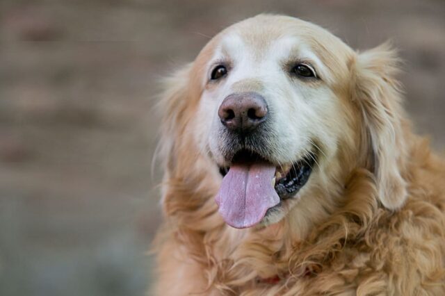 4 suggerimenti preziosi per aiutare il tuo cane a dimagrire