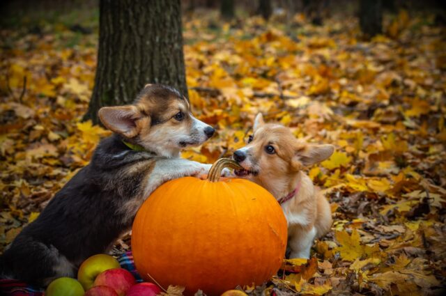 5 consigli per trascorrere Halloween in sicurezza con il cane