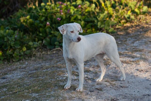 5 cose che ti permettono di capire se un cane è randagio