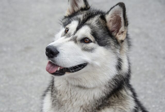 5 razze di cani facilmente confondibili con gli Husky