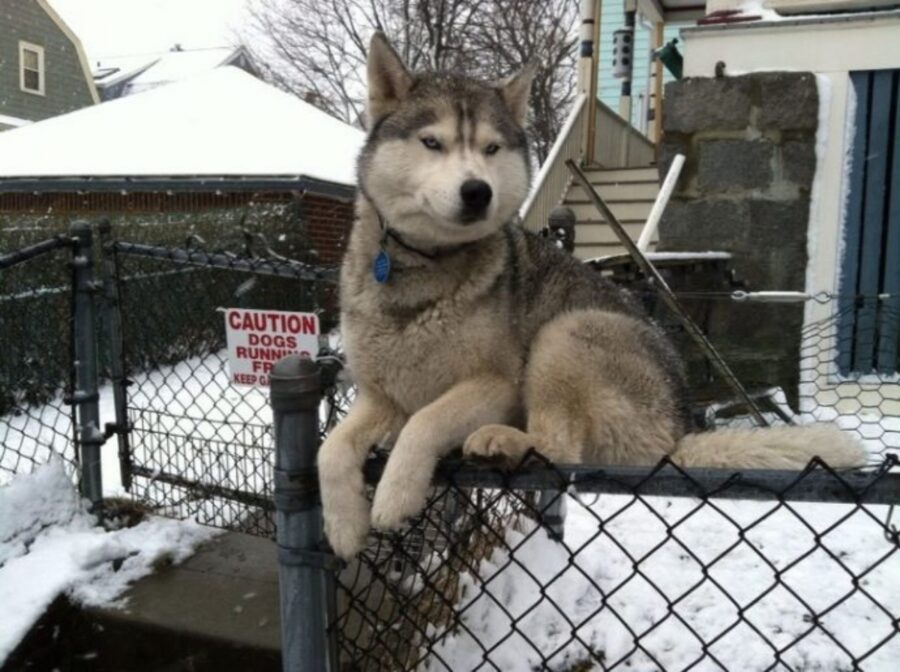 cane husky curioso