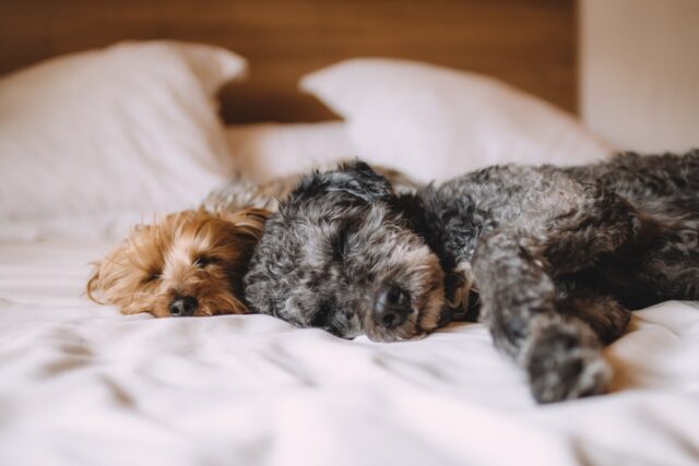 6 foto di cani che mai prima d’ora ti sarà capitato di vedere