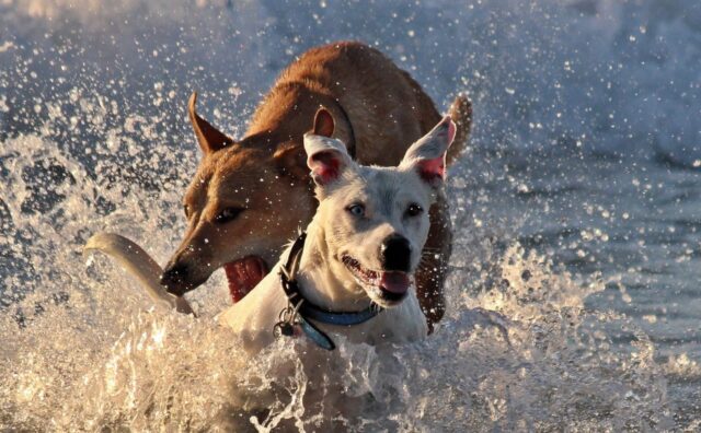 6 foto di cani mentre si divertono con l’acqua a dir poco irresistibili