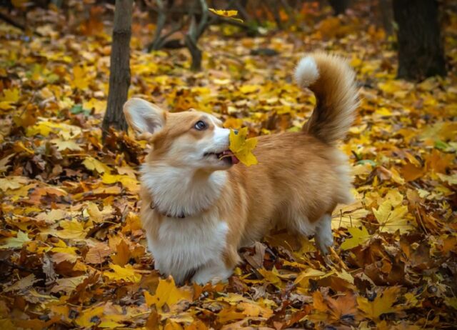 8 foto che vi lasceranno a bocca aperta per via dell’atteggiamento di questi cani