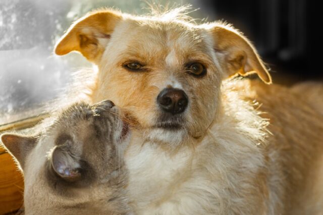 8 foto che vogliono far luce sul rapporto tra questi cani e i loro amici felini