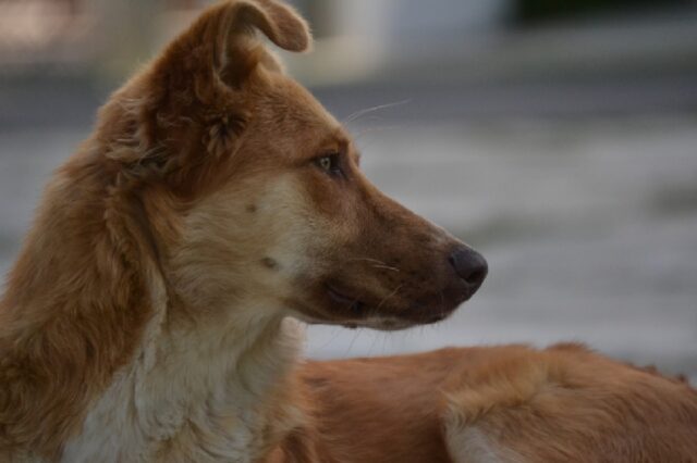 8 foto di cani che con tanta forza di volontà hanno superato un momento difficile della vita