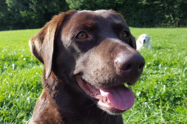 8 foto di cani che esplodono di gioia quando escono per la passeggiata