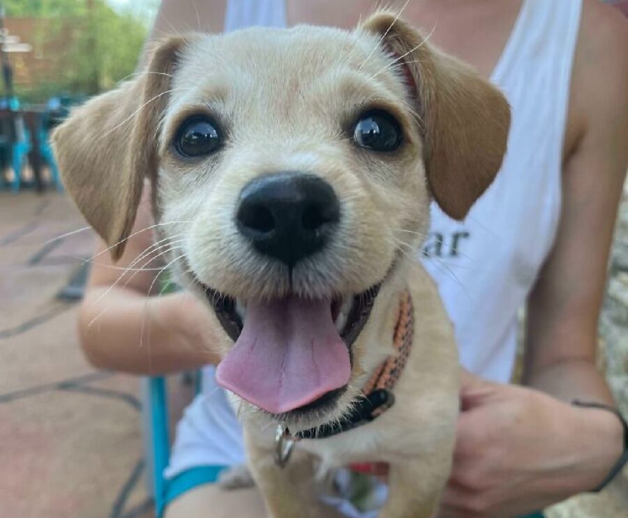 cucciolo di cane sorriso