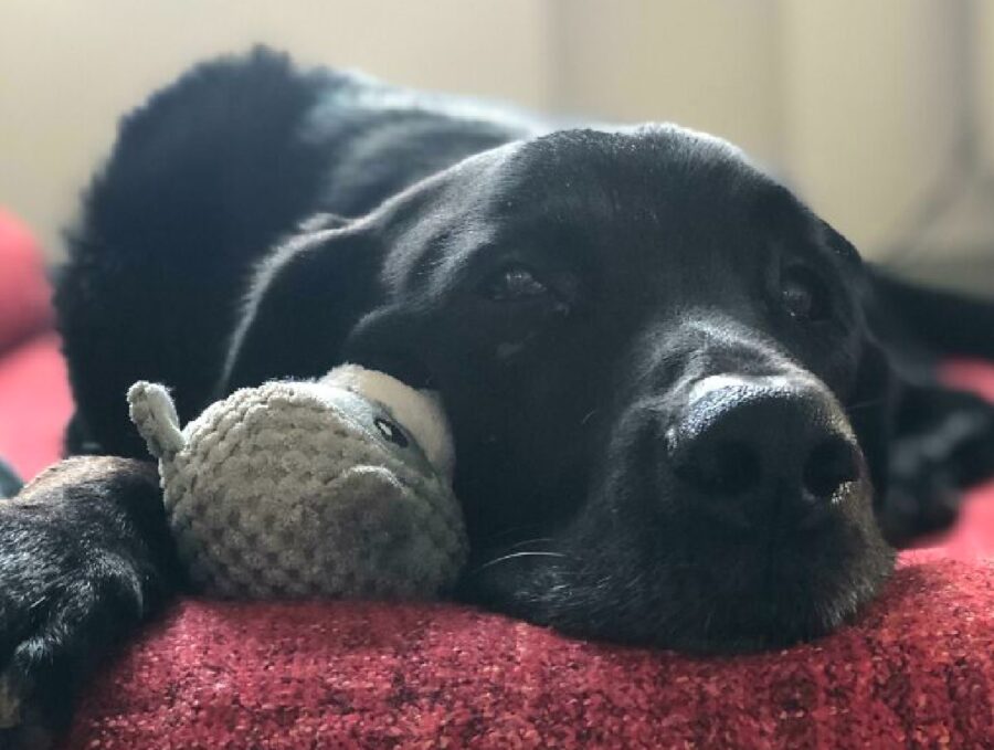 cane labrador anziano su coperta rossa