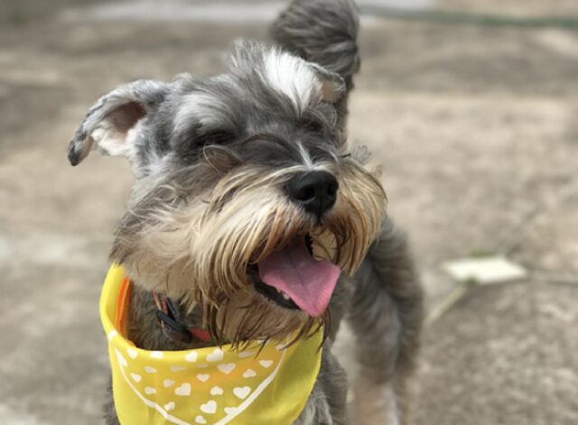 8 foto di cani che insegnano a noi esseri umani cosa sia lo “spasso” per eccellenza