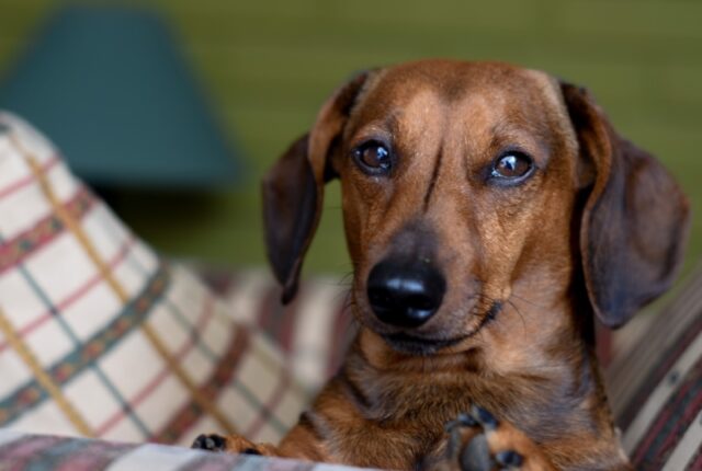 8 foto di cani che non volevano assolutamente stupire i proprietari con la propria simpatia