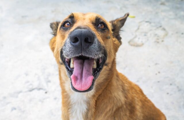 8 foto di cani che potrebbero benissimo recitare in un film comico