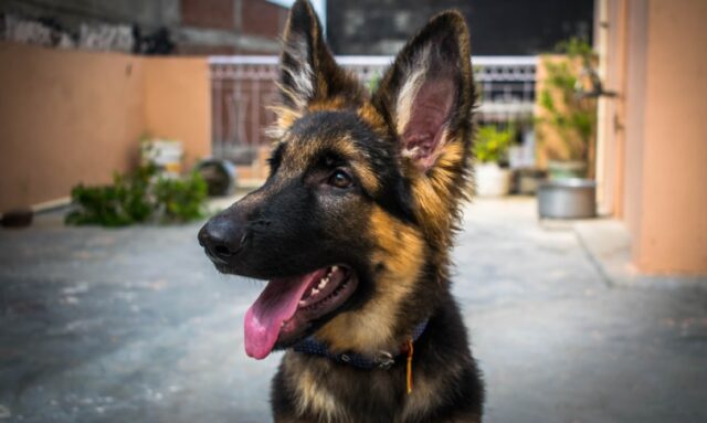 8 foto di cani che sono rimasti incastrati da qualche parte e chiedono aiuto per uscirne