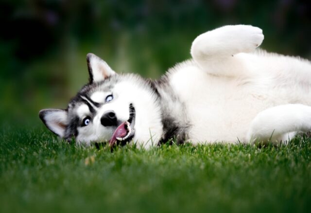 8 foto di cani così buffi da poter tranquillamente dare vita ad uno spettacolo comico