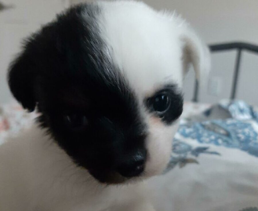 cane faccia divisa a metà