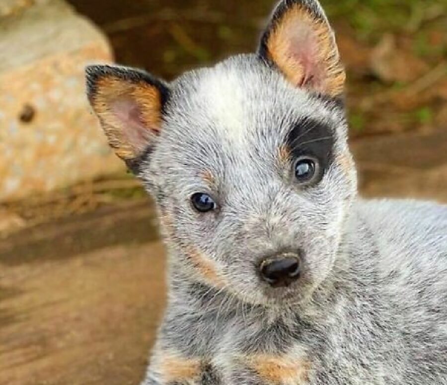 cucciolo di cane viso dolce