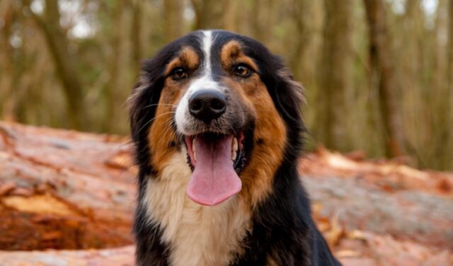 8 foto di cani fin troppo curiosi ed avventurieri che hanno bisogno di un piccolo “aiutino”