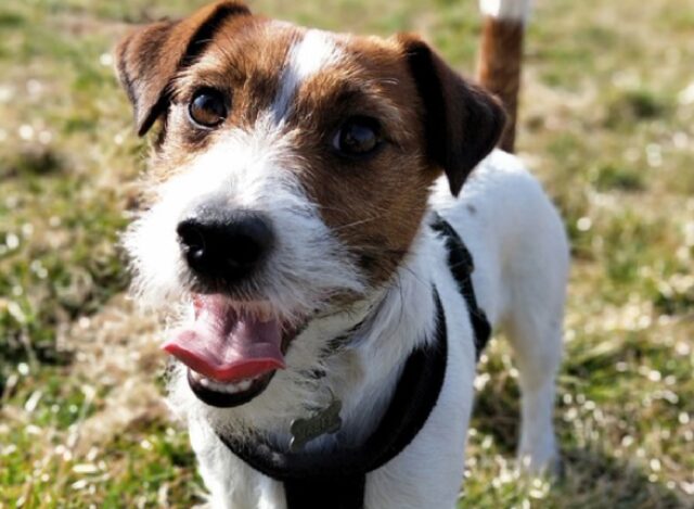 8 foto nelle quali alcuni cani troppo simpatici mostrano i loro denti