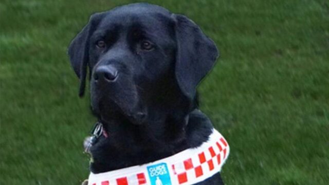 Angus cucciolo di cane guida è stato aggredito in modo vile