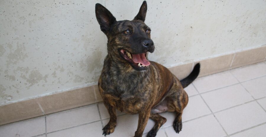 cagnolina di schiena al muro