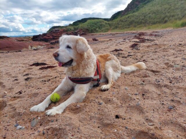 Bailey cucciolo Golden Retriever anziano è un cane ancora molto forte