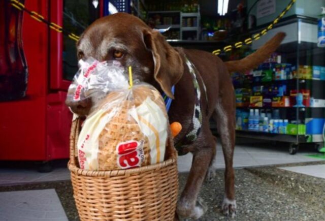 Eros cucciolo di Labrador Retriever è il peloso più amato della Colombia (VIDEO)