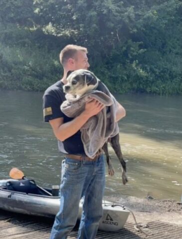 Cucciolo di cane ferito e impaurito dopo i fuochi d’artificio