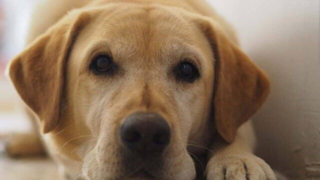 Max cucciolo di Labrador Retriever ha fatto un bel giretto in macchina da solo