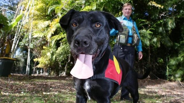 Migaloo cucciola di Labrador Retriever è il primo cane archeologo del mondo (VIDEO)