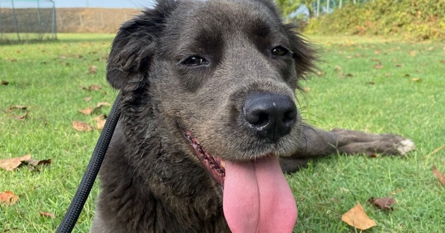 cane sdraiato sul prato