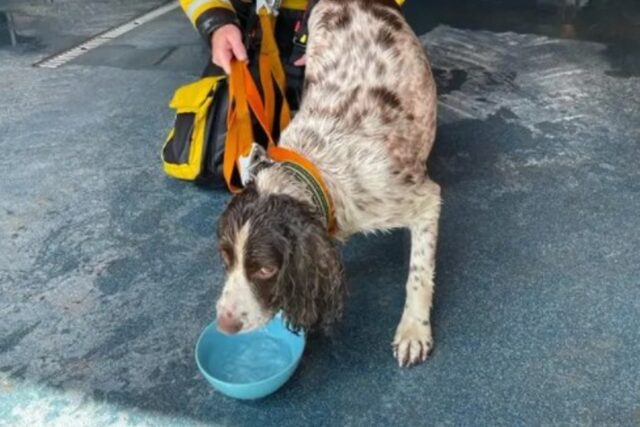 Ollie cucciola di Springer Spaniel è stata salvata dalla guardia costiera (VIDEO)